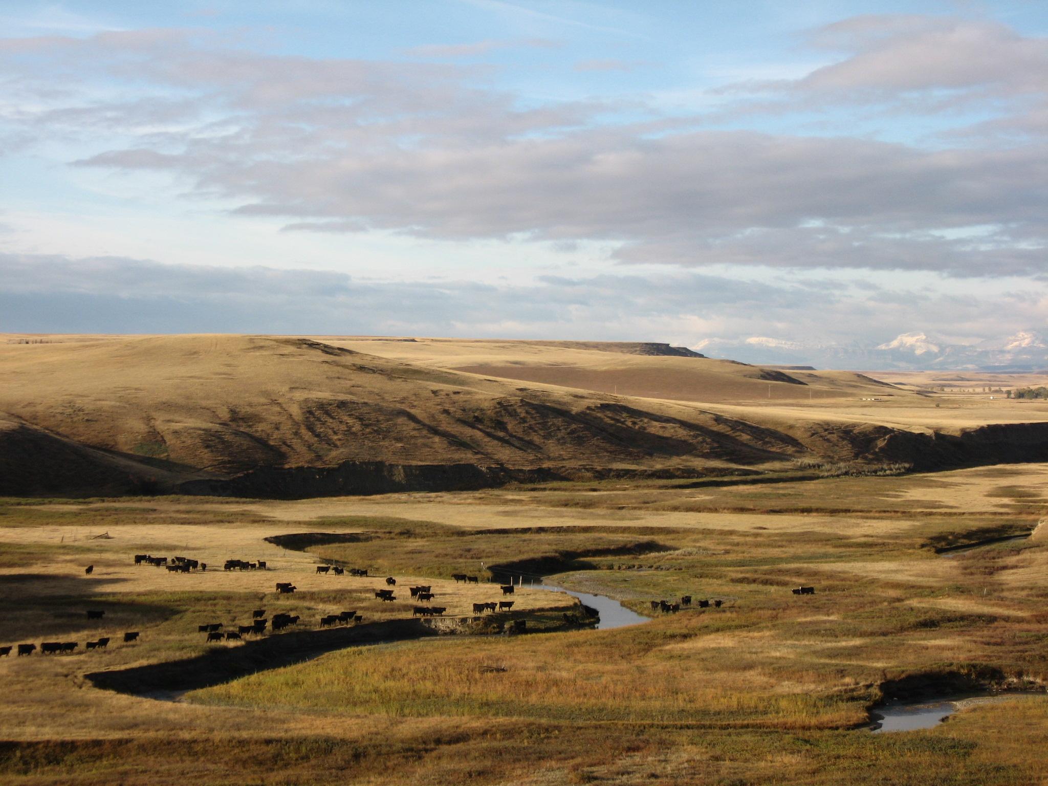 Rangeland and Open Space