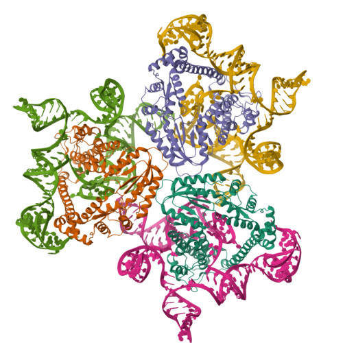 Cryo-EM structure of the trimeric SenDRT9 RT-ncRNA complex (GST fusion)