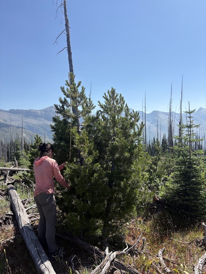 Marissa Ng sampling white bark pine Marissa Ng sampling white bark pine