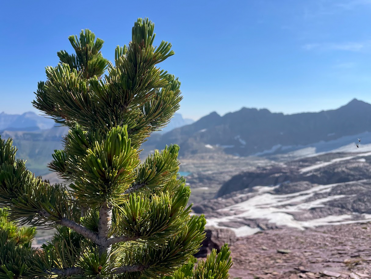 White pine tree-top against the sky with mountains in background
