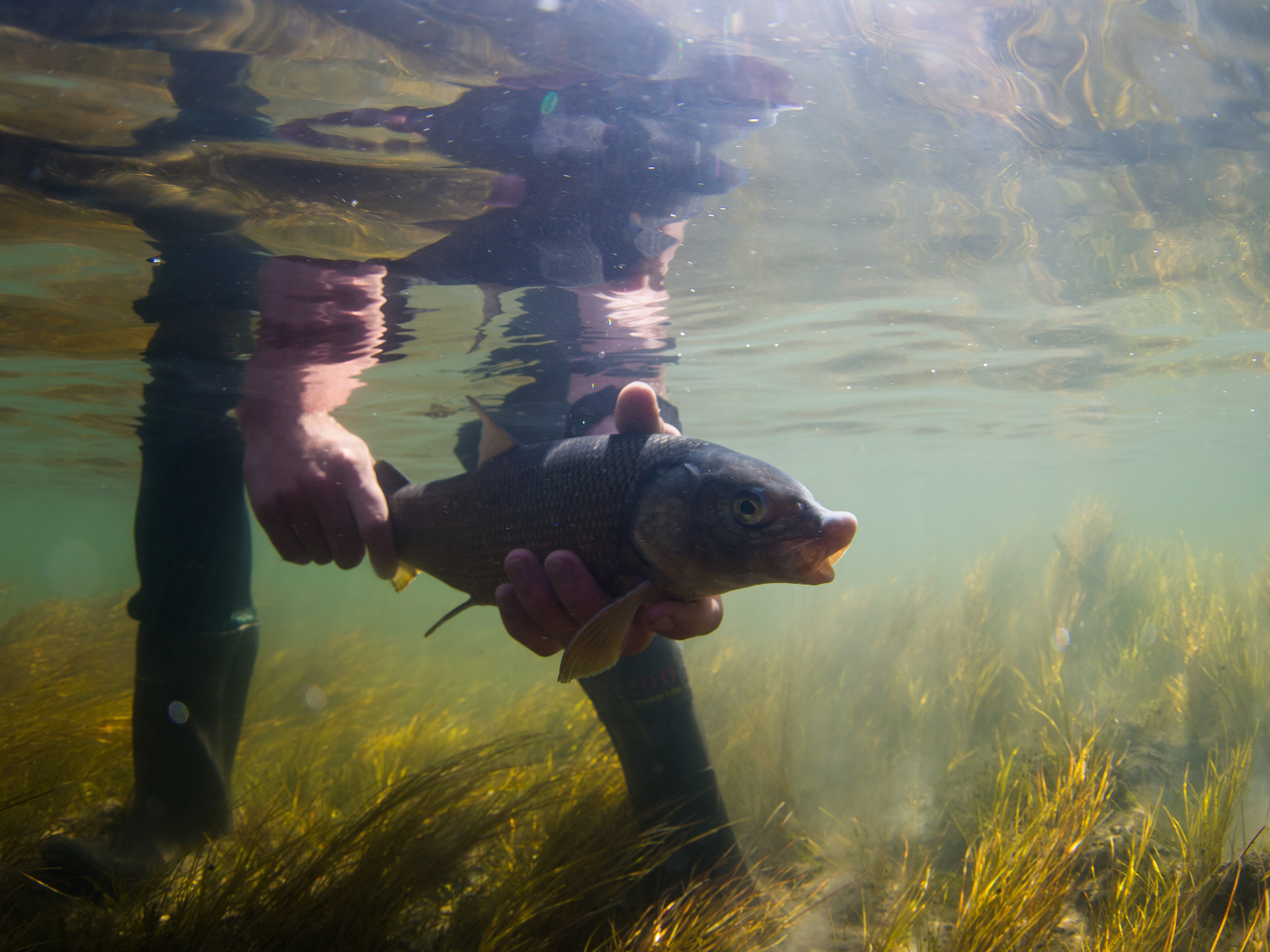 Underwater photo of a person holding a fish