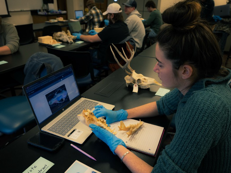 Students working on skull identification in a classroom setting