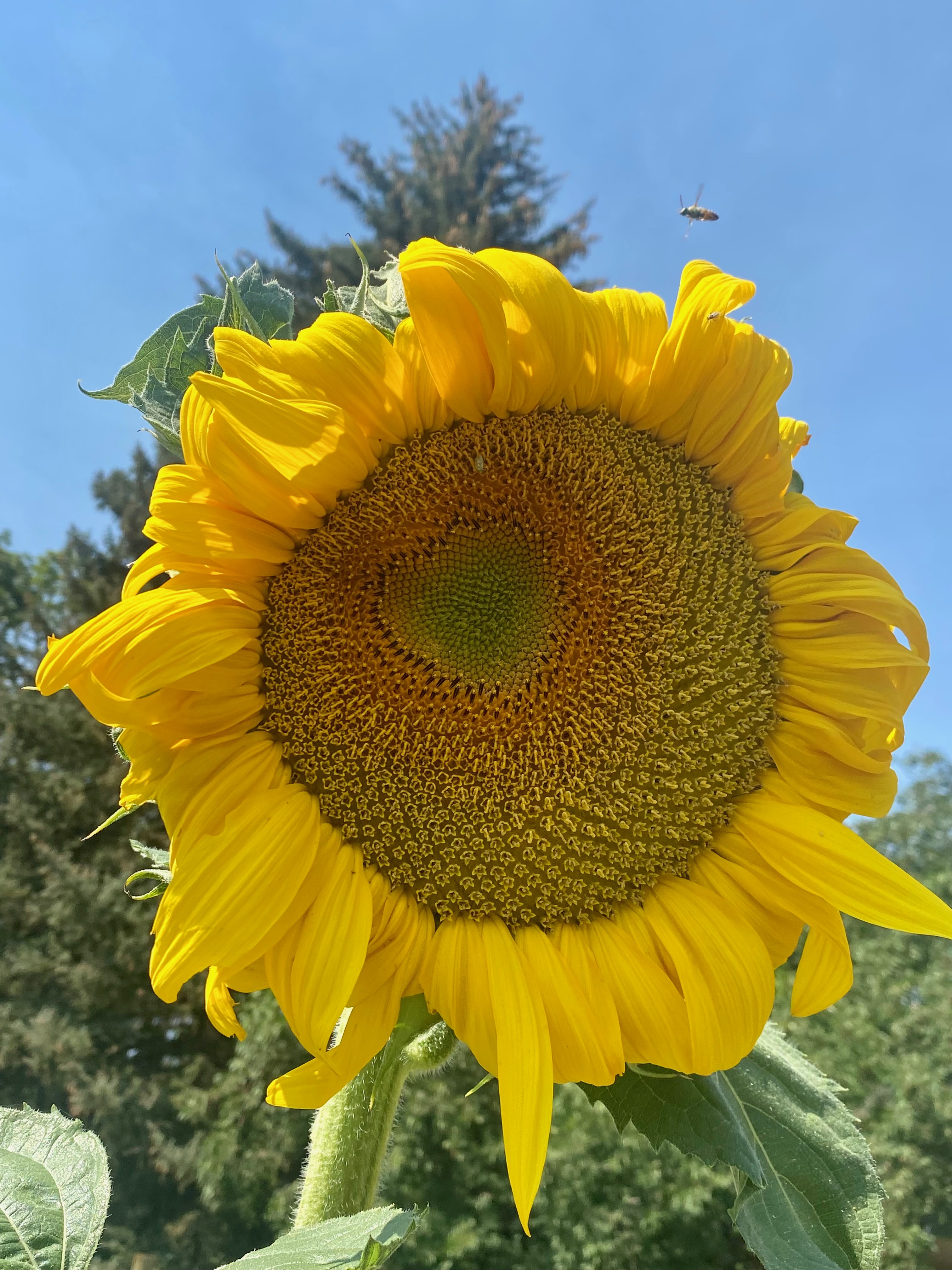 Sunflower