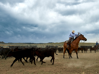 Man on a horse wrangling in cows