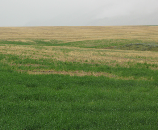 a field with root rot damage