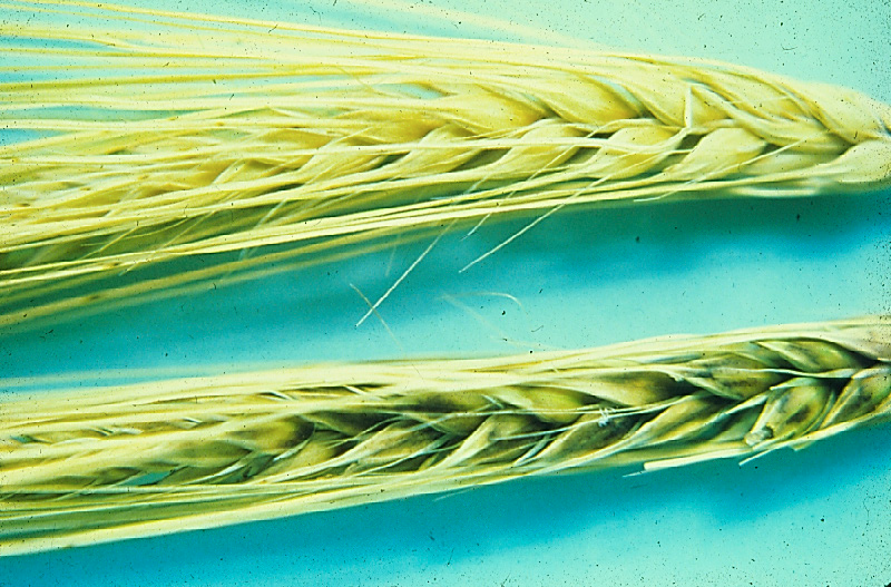 a wheat head with bacterial kernel blight