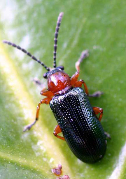 a red and black cereal bug