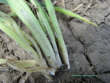 the base of a plant with mealy bugs