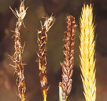 loose smut on a wheat kernel