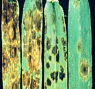 an up close of leaf spot erroding a leaf