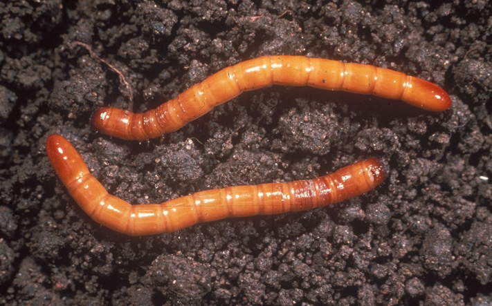 red wireworms