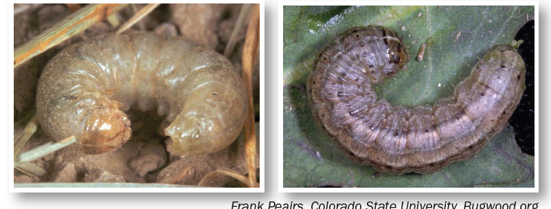 two different types of cutworms