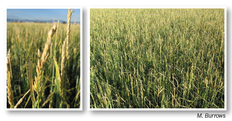 some damged wheat
