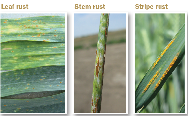 various leaves with rust on them