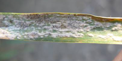 powdery mildew on a wheat leaf