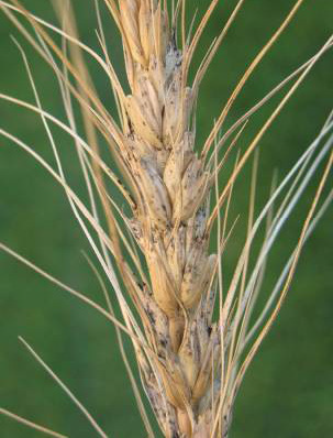 Mold appears fuzzy and discolored on a wheat head.