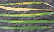 lance-shaped green leaves have yellow linear streaks and a few are almost completely tan.