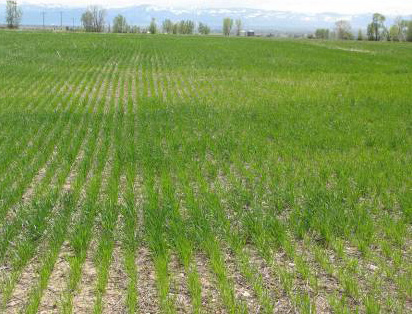 image of a field with rows of green shoots and a visible bare patch.