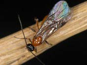 A flying insect with a shiny black and reddish brown body and long, translucent wings.