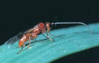 A brownish-red flying insect on a leaf.