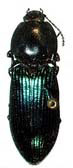 The clickbeetle is black and shiny with green and purple hues reflected off the elongated abdomen.