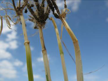 plant stems look discolored and soft at the base, above the roots