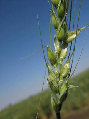 Hail damage appears as parts of the seed head sticking out at odd angles.