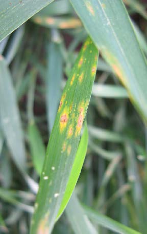 Brown and yellow spots on a green, lance-shaped leaf.