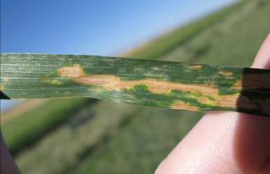 A lance-shaped leaf segment with tan splotches with some yellowing around the outside.