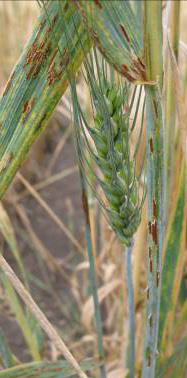 Reddish brown segments are scattered up and down a wheat stalk.