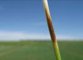 A segment of a green stalk is dark brown and oval-shaped.