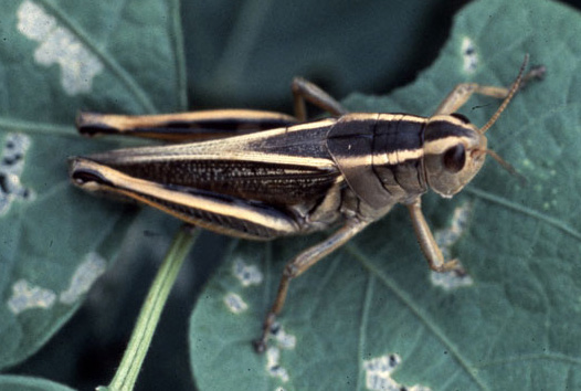 A two-striped grasshopper is dark in color with two distinct yellowish stripes running near-parallel from the head, down the back, and eventually meeting on the abdomen. The hind legs also have a single distinctive stripe on the tops.