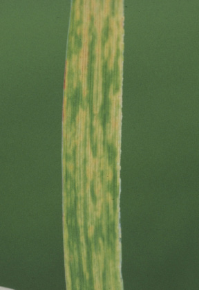 Discolored streaks dominate a green lance-shaped leaf