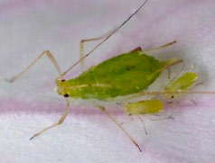 Macro photograph of a green aphid on a leaf with small, baby aphids nearby.