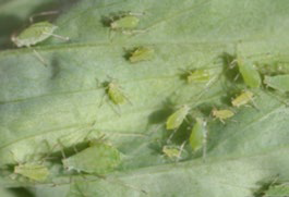 Close‑up photograph of multiple small green aphids clustered on the underside of a leaf.