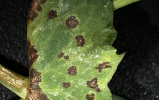 Close‑up photograph of a green leaf showing multiple small, dark brown circular spots and irregular lesions on the surface.