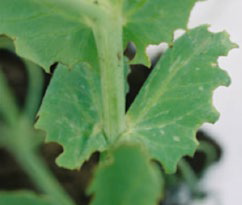 Close‑up photograph of a green plant leaf with chewed edges and irregular holes.