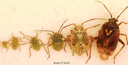 Photograph showing a row of lygus bugs arranged left to right from small green nymphs to a larger brown adult with a distinctive 'v' shape on the back. Photo credit reads ‘Ruth O’Neill.