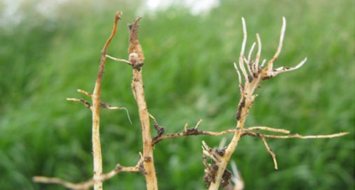 Photograph of exposed plant roots showing dark lesions and decay.