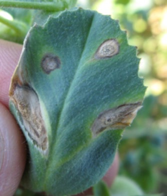 Close‑up photograph of a green leaf with multiple round tan and brown lesions near the edges and center.