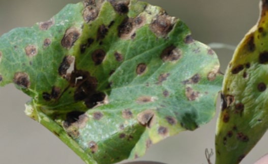 Photograph of a green leaf with numerous dark brown and black spots scattered across the leaf blade, some merging into larger lesions.