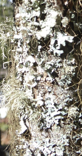 A detailed close-up of a tree trunk featuring a leaf-like lichen