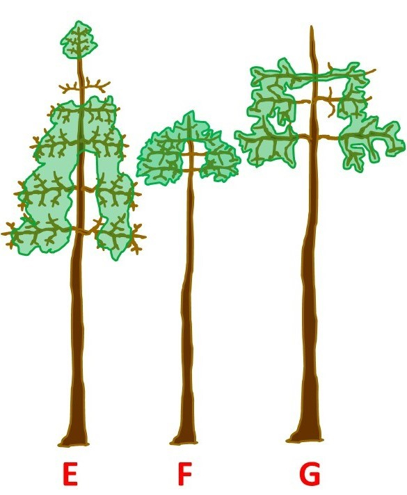 A horizontal digital illustration of three tree crown models labeled E through G, demonstrating advanced structural patterns and foliage gaps. The image labeled E is a tall tree with a "segmented" crown where a small tuft of foliage sits at the very top, separated by a bare section of trunk from a larger, hollowed-out middle canopy. The image labeled F is a slender tree with a "compact" or mushroom-shaped crown concentrated at the top of a long, bare trunk. The image labeled G is a tall tree with a "fragmented" or skeletal crown, featuring sparse patches of foliage and a prominent dead "spike top" or leader extending above the highest leaves