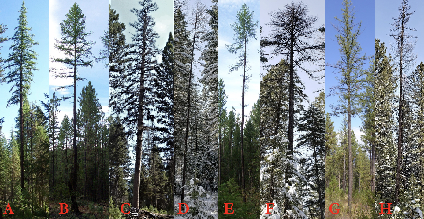 A composite image featuring eight vertical panels, labeled A through H, each showcasing a tall, slender conifer tree in various stages of health and seasonal conditions. Panels labeled A, B, and E display trees with relatively healthy, needle coverage against clear or lightly clouded skies. Panels labeled C and G show trees with thinner, sparser foliage, appearing somewhat stressed or deciduous. Panels labeled D, F, and H feature trees in winter or dormant states; D and H show snow-covered ground and surrounding evergreens, while the primary trees appear to have bare or dead branches
