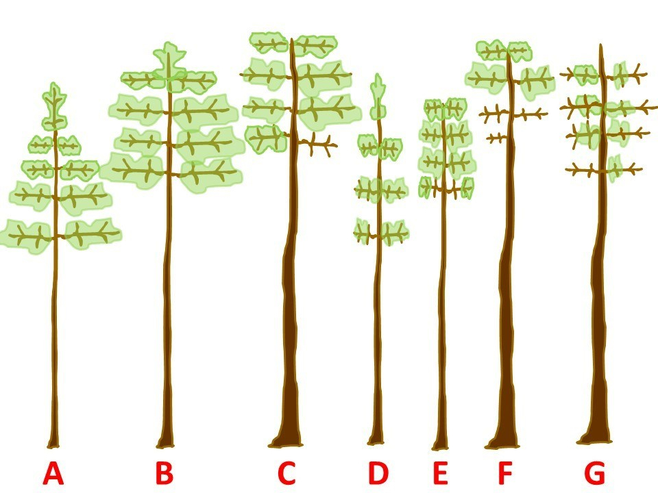 Illustration showing a sequence of seven simplified tree diagrams, labeled A through G. The diagrams demonstrate varying levels of crown fullness and branch health. The trees labeled A, B, and C feature full foliage covering most of their horizontal branches. The tree labeled D shows a much sparser crown with small, isolated patches. The trees labeled E, F, and G Illustrate progressive "dieback" or thinning, where the lower branches are bare lines and foliage is restricted only to the very top sections of the tree