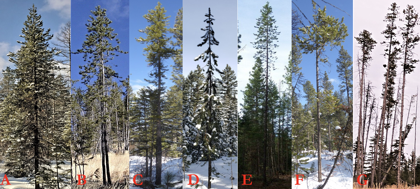 A composite image featuring seven vertical panels, labeled A through G, showcasing various conifer trees in different stages of health and seasonal environments. The panels labeled A, D, and F feature trees in snowy winter settings. Panel labeled A shows a full, dense evergreen; Panel labeled D shows a sparser tree with heavy snow on the branches; and panel labeled F highlights a thin tree with a small cluster of needles at the top. Panels labeled B, C, and E display trees during warmer or clearer weather. Panel labeled E shows a very tall, healthy specimen with a full crown, while panel labeled B and C show trees with more irregular or thinning branch patterns. Panel labeled G shows a group of three very tall, spindly trees with almost no lower branches and very little foliage at the top, suggesting significant dieback