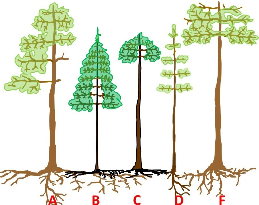Diagram of five tree profiles (labeled A, B, C, D, and F) showing diverse crown shapes and corresponding root system structures