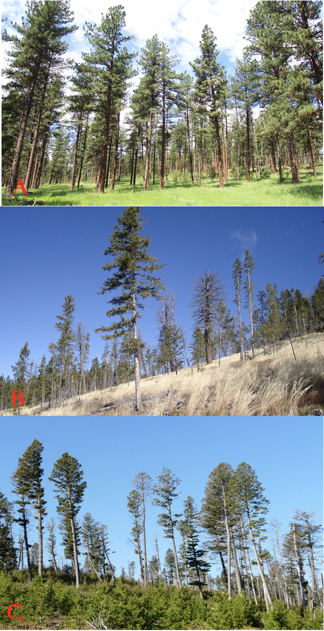 Three photographs of forest stands labeled A, B, and C. A shows a dense, healthy forest; B shows a sparser stand on a dry, grassy slope with some dead trees; C shows a hillside with tall, leaning mature trees and a thick layer of young saplings below