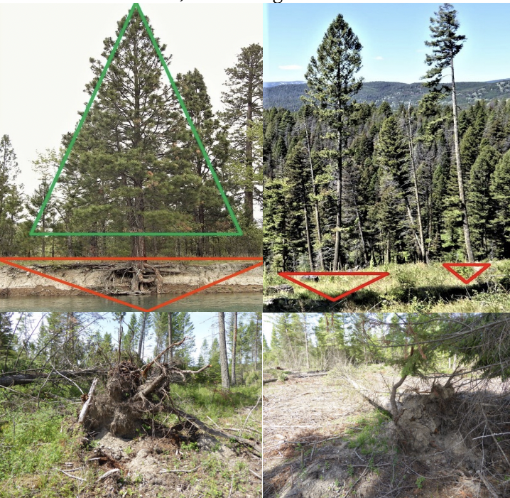 This image is a four-panel collage illustrating the relationship between tree structures and their root systems, specifically focusing on how soil erosion and wind can destabilize them