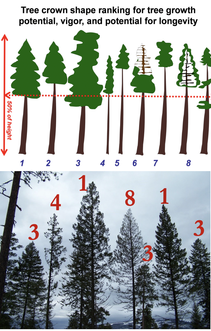 This two-panel image serves as a guide for assessing tree health and longevity based on crown shape